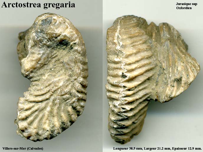 Arctostrea_gregaria